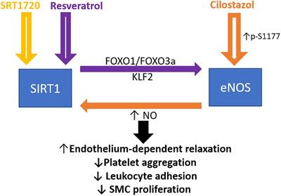 The Role of Sirtuin1 in Regulating Endothelial Function, Arterial Remodeling and Vascular Aging